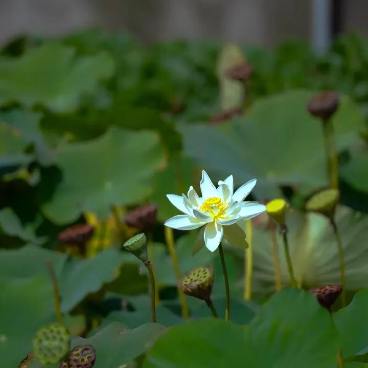 Sacred white lotus blooming on a tranquil pond, symbolising the peaceful sanctuary of Divine Holistic Health Retreat Haridwar